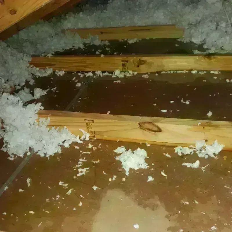 Attic Water Damage in Oak Cliff Place, TX