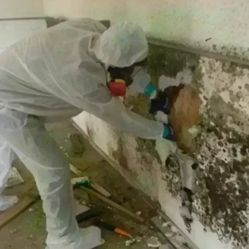 Mold Remediation and Removal in Oak Cliff Place, TX